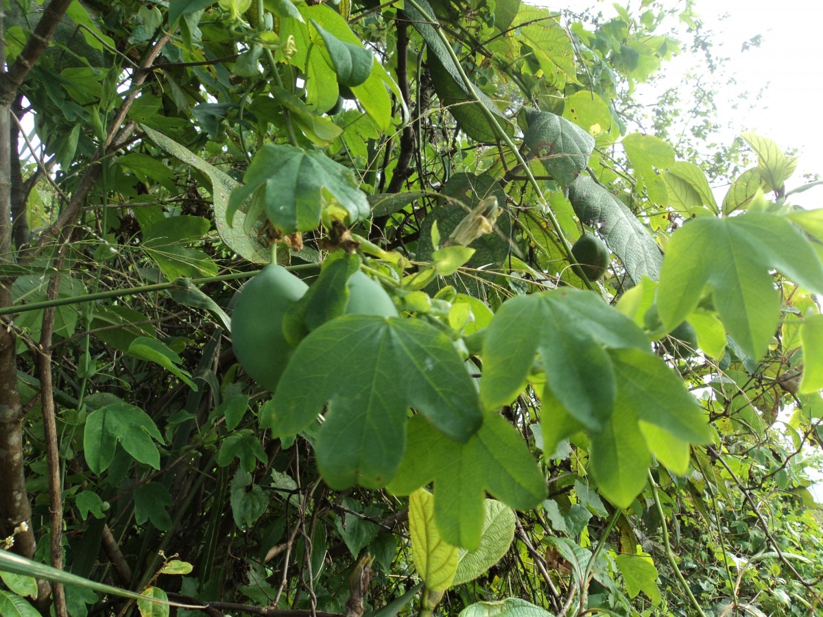 Passiflora subpeltata Ortega